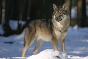 Нападения голодающих волков участились в Ростовской области