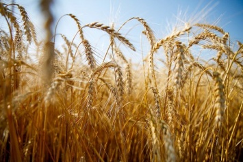 Для предотвращения роста цен власти РФ резко повысили пошлины на экспорт пшеницы